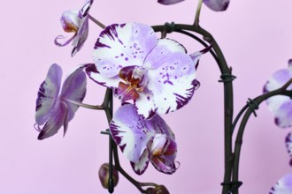 Close up of multi colored purple and white flowers of 'Phalaenopsis Magic Art' orchid on pink