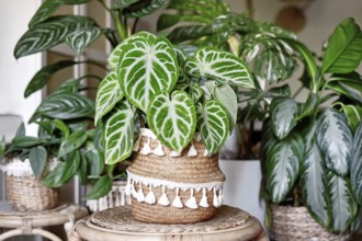Beautiful lush exotic leaf of 'Silver Blush Anthurium Crystallinum' houseplant in boho flower pot