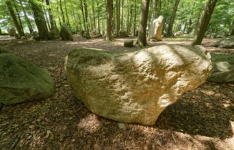 Erratic blocks in the Neuenknick erratic block forest in the Teutoburg Forest. Around 2000 of the