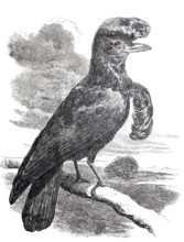 Crested bird, ornamental bird, Cephalopterus, around 1870, digitally improved reproduction from a