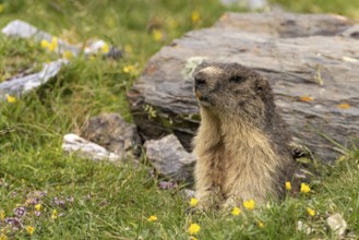 Marmot in front of its burrow in the Cirque d'Estaubé basin in the Pyrenees near Gavarnie-GÃ¨dre,