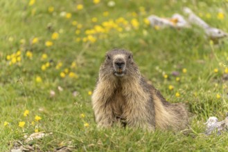 Marmot in the Cirque d'Estaubé basin in the Pyrenees near Gavarnie-GÃ¨dre, France
