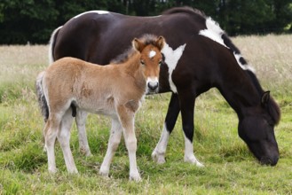 Icelandic horses (Equus islandicus), foal and mare in a meadow, colt, Tierkind, Schleswig-Holstein,