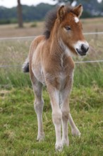 Young Icelandic stallion (Equus islandicus), foal in a meadow, colt, male, animal child,