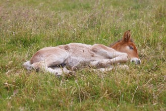 Young Icelandic stallion (Equus islandicus), foal resting in a meadow, colt, male, animal child,
