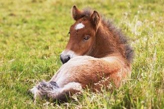 Young Icelandic stallion (Equus islandicus), foal resting in a meadow, colt, male, animal child,