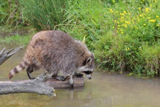 An adult raccoon (Procyon lotor) crosses the shallow water of a stream on a broken branch of a tree