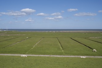 Salt marshes, SÃ¼derkoog, Tammensiel, Pellworm Island, North Frisia, North Sea, Schleswig-Holstein,
