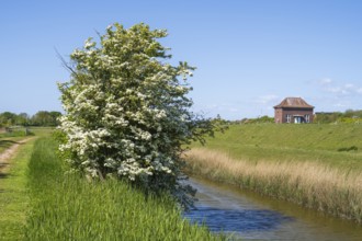 Blooming hawthorn (Crataegus) at the Siel, Tammensiel, Pellworm Island, North Frisia, North Sea,