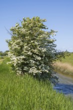 Blooming hawthorn (Crataegus) at the Siel, Pellworm Island, North Frisia, North Sea,