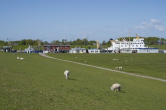 Sheep on the dyke, harbour, Tammensiel, Pellworm island, North Frisia, North Sea,
