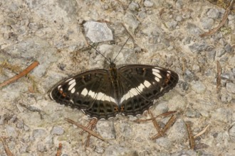 White admiral (Limenitis camilla) sunbathing on gravelled ground on a forest path,
