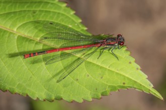 Large red damselfly (P?yrrhosoma nymphula) with transparent wings on a green leaf,