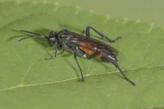 A chafing wasp (Anoplius sp.) with orange abdomen on a green leaf, Baden-WÃ¼rttemberg, Germany