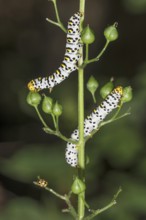 Two spotted caterpillars of the brownroot monk (Cucullia scrophulariae) feeding on seed capsules of