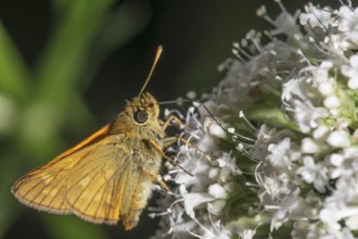 Large skipper (Ochlodes sylvanus) feeding on white flowers of valerian, Baden-WÃ¼rttemberg, Germany