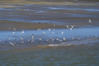 Black-headed gulls (Laridae ridibundus) over the Wadden Sea, low tide, Schleswig-Holstein Wadden