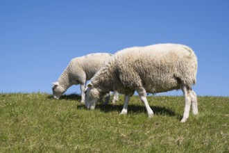 Two sheep feeding on the dyke, Pellworm Island, North Frisia, North Sea, Schleswig-Holstein,