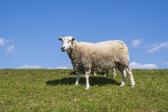 Sheep on the dyke, Pellworm Island, North Frisia, North Sea, Schleswig-Holstein, Germany
