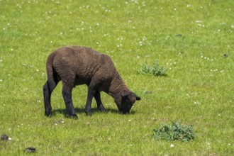 A black sheep on the dyke, Nordstrand, North Frisia, North Sea, Schleswig-Holstein, Germany