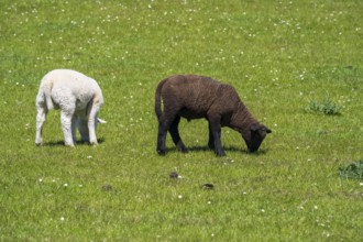A white and a black sheep on the dyke, Nordstrand, North Frisia, North Sea, Schleswig-Holstein,