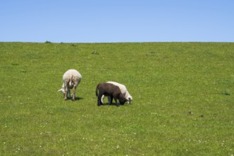 Two white and one black sheep on the dyke, Nordstrand, North Frisia, North Sea, Schleswig-Holstein,