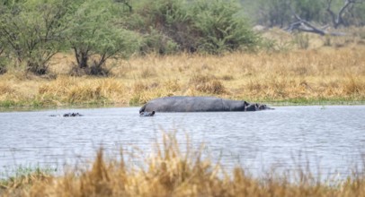 Hippos (Hippopatamus amphibius) in a lake, Okavango Delta, Moremi Game Reserve, Botswana