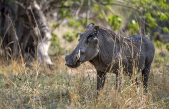Common warthog (Phacochoerus africanus), Okavango Delta, Moremi Game Reserve, Botswana