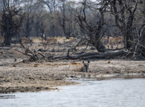 Spotted hyena (Crocuta crocuta) lying at a lake, Okavango Delta, Moremi Game Reserve, Botswana