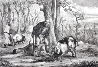 Truffle hunt in the forest with a truffle pig, 1870, Perigord, France, Historical, digitally