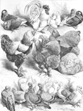 Poultry, Chickens and pigeons of various species, Illustration for the Poultry Exhibition at the