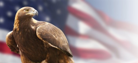 California golden eagle in front of the american flag banner