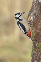 Great spotted woodpecker (Dendrocopos major), male, sitting on the trunk of an oak tree, Wilnsdorf,