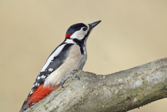 Great spotted woodpecker (Dendrocopos major), male, sitting on a branch, Wilnsdorf, North