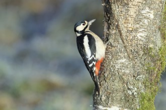 Great spotted woodpecker (Dendrocopos major) female sitting in the evening sun on a birch trunk,