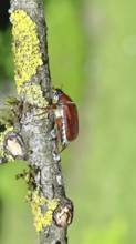 May beetle, wood cockchafer (Melolontha hippocastani), female, on a branch covered with lichen,