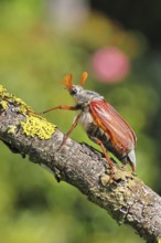 May beetle, wood cockchafer (Melolontha hippocastani), male, on a branch overgrown with lichen,