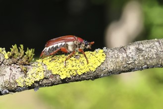 May beetle, wood cockchafer (Melolontha hippocastani), female, on a branch covered with lichen,