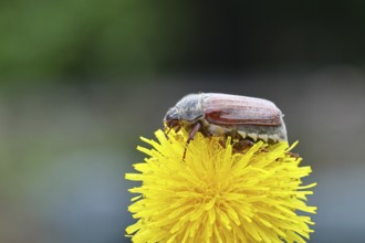 Cockchafer, field cockchafer (Melolontha melolontha), female on a dandelion (Taraxacum) flower,