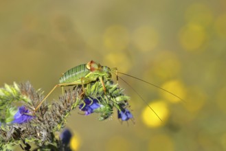Steppe saddle grasshopper, steppe saddle grasshopper (Ephippiger ephippiger), male, on Viper's