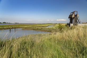 Pointe d'ArÃ§ay Nature Reserve in L'Aiguillon-la-Presqu'ile, France