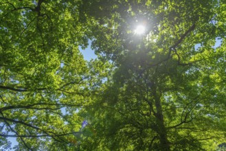 View into the sky, Bremen ramparts, formerly part of the city fortifications with rampart and moat,