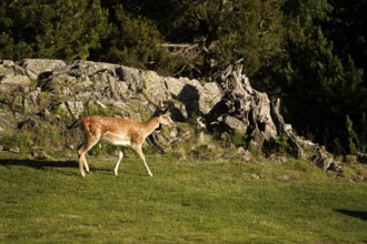 Fallow deer (Dama dama) in the AigÃ¼estortes i Estany de Sant Maurici National Park, Catalonia,