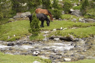 Horses grazing in the AigÃ¼estortes i Estany de Sant Maurici National Park, Catalonia, Spain