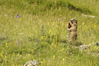 Marmot in the Valle de Otal near Torla-Ordesa, Spain