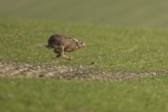 European brown hare (Lepus europaeus) adult animal running in a farmland field in springtime,