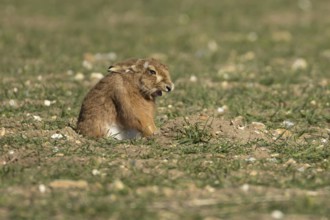 European brown hare (Lepus europaeus) adult animal yawning in a farmland field in springtime,