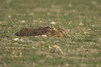 European brown hare (Lepus europaeus) adult animal sleeping in a farmland field in springtime,