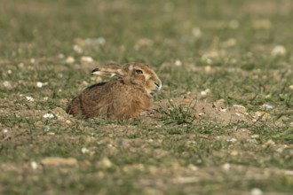 European brown hare (Lepus europaeus) adult animal resting in a farmland field in springtime,