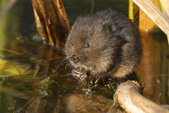 Water vole (Arvicola amphibius) adult animal feeding on pond weed in a reedbed, England, United